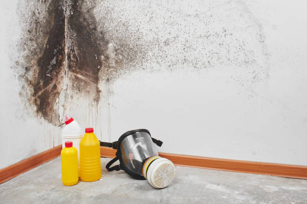 Best White Mold Remediation in Austell, GA