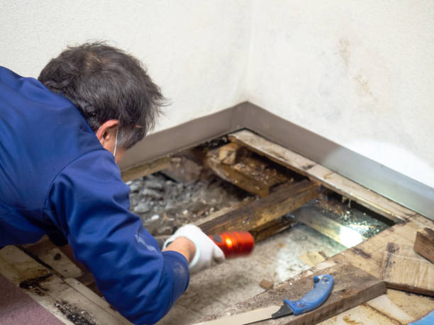 Best White Mold Remediation in Austell, GA
