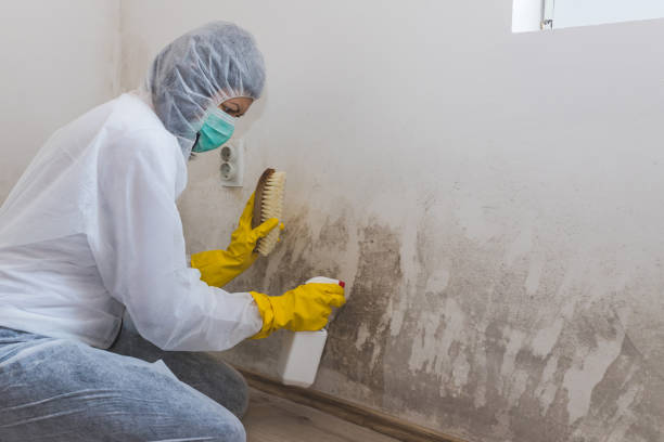 Best Post-Flood Mold Remediation in Austell, GA